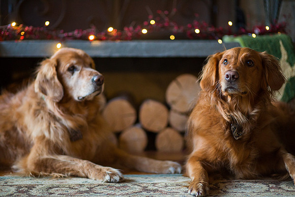 Blaze_Bella_xmas_20141204_109