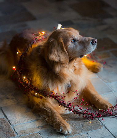 Blaze_Bella_xmas_20141204_077