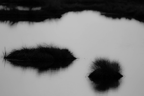 Marsh Mounds