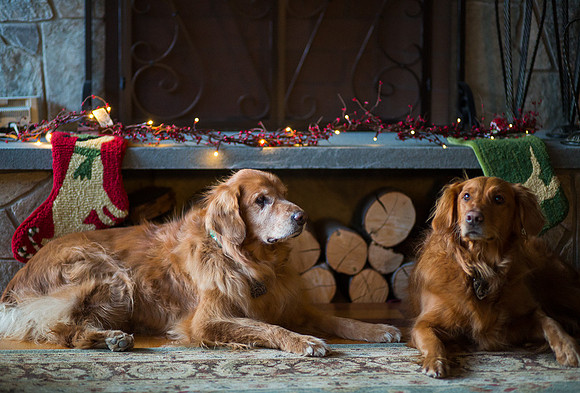Blaze_Bella_xmas_20141204_104