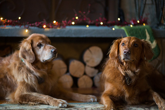 Blaze_Bella_xmas_20141204_106