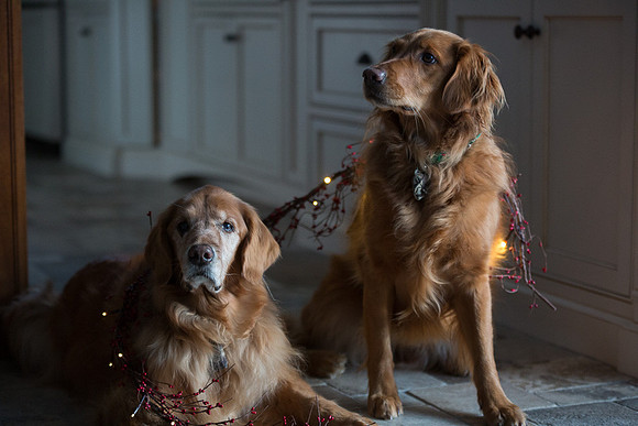Blaze_Bella_xmas_20141204_093