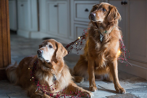 Blaze_Bella_xmas_20141204_094