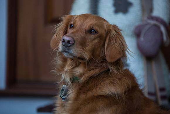 Blaze_Bella_xmas_20141204_033