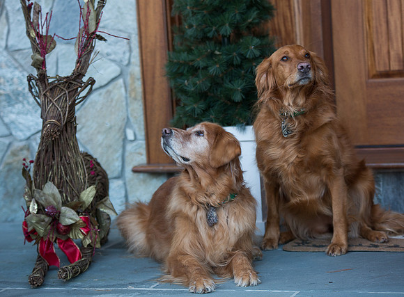Blaze_Bella_xmas_20141204_016
