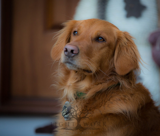 Blaze_Bella_xmas_20141204_033