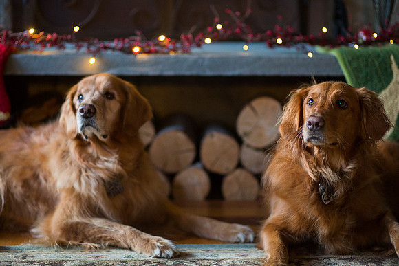 Blaze_Bella_xmas_20141204_117