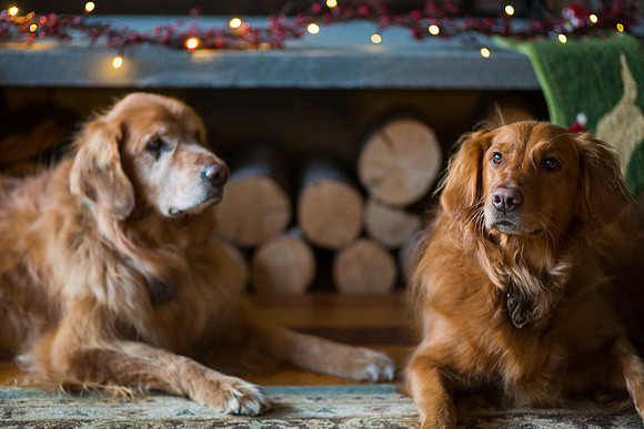 Blaze_Bella_xmas_20141204_119