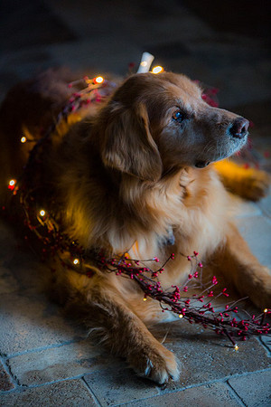 Blaze_Bella_xmas_20141204_076
