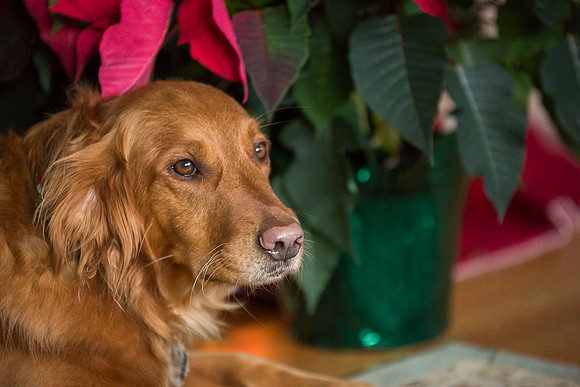 Blaze_Bella_xmas_20141204_068