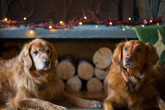 Blaze_Bella_xmas_20141204_113