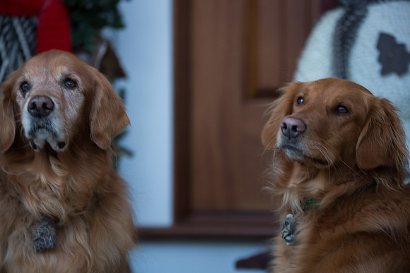 Blaze_Bella_xmas_20141204_038