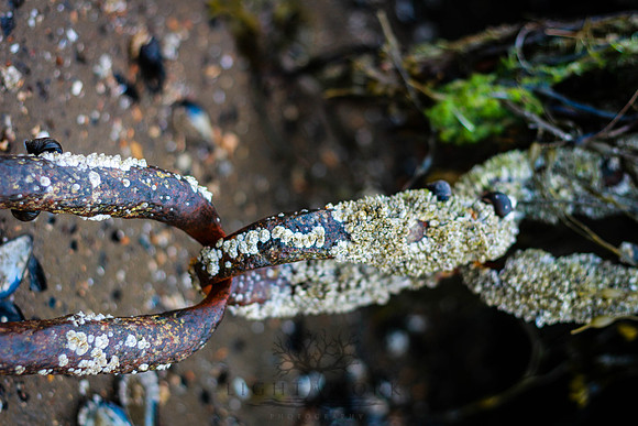 closeups_070114-7119