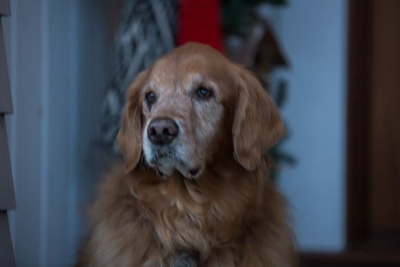 Blaze_Bella_xmas_20141204_034