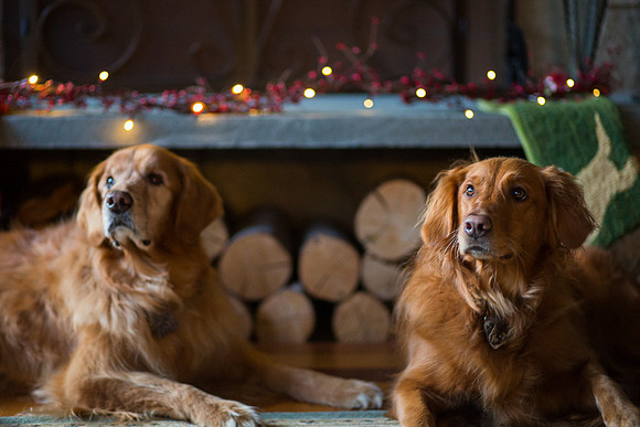 Blaze_Bella_xmas_20141204_116