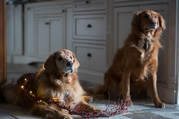 Blaze_Bella_xmas_20141204_086