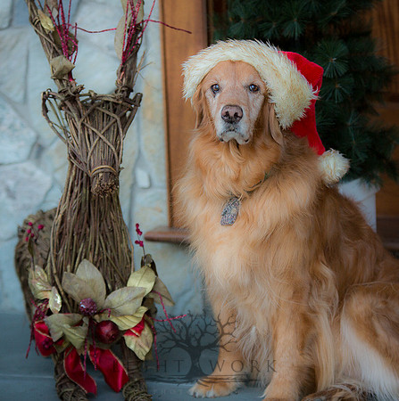 Blaze_Bella_xmas_20141204_001