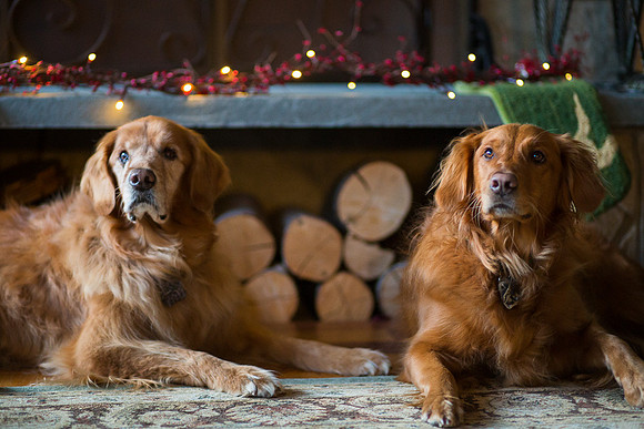 Blaze_Bella_xmas_20141204_107