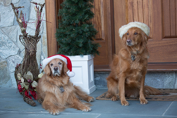 Blaze_Bella_xmas_20141204_010