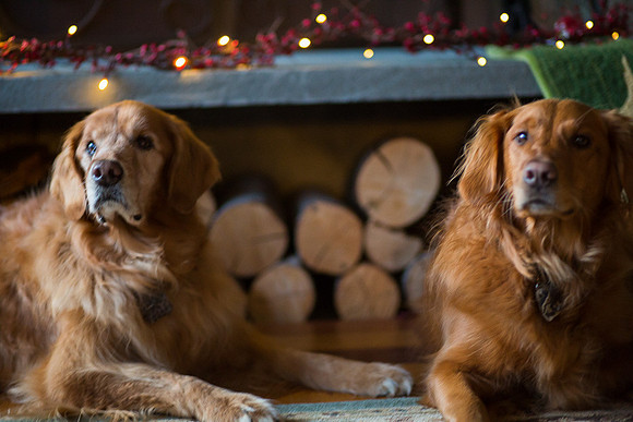 Blaze_Bella_xmas_20141204_108