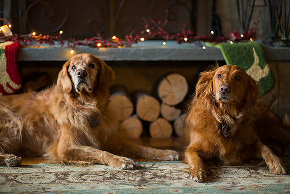Blaze_Bella_xmas_20141204_101