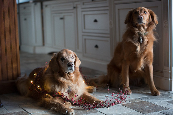 Blaze_Bella_xmas_20141204_082