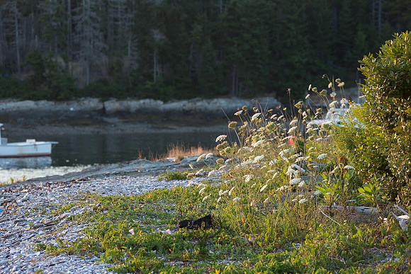 Harpswell_140824_0083