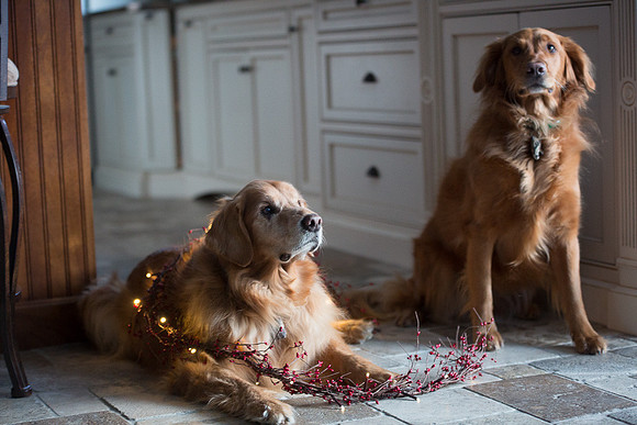 Blaze_Bella_xmas_20141204_080