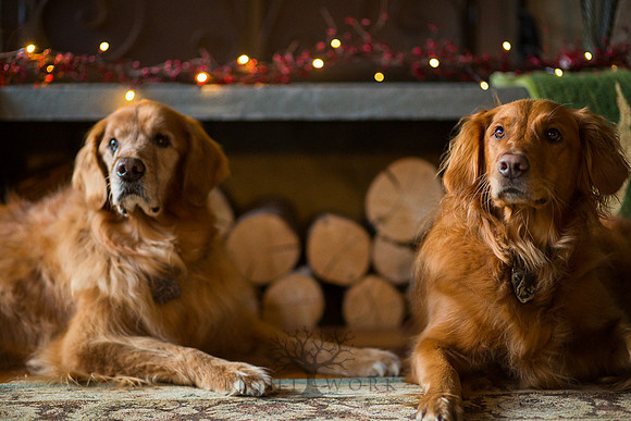Blaze_Bella_xmas_20141204_112